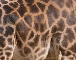 Texture of giraffe fur, fragment of the animal's body photo