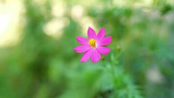 4k video langzaam beweging, detailopname top visie van een mooi roze kosmos bloemen zwaaiend in wind in zonnig dag in de tuin met groen achtergrond bokeh. bloesem of bloeien achtergrond in zomer en niemand.