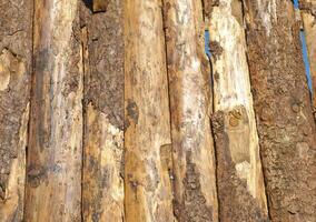 industrial style Wood logs texture photo