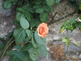 rosa flor de naranja científico. nombre rosa foto