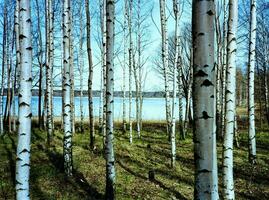 birch tree forest background photo