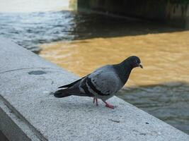 domestic pigeon scient. name Columba livia domestica bird animal photo