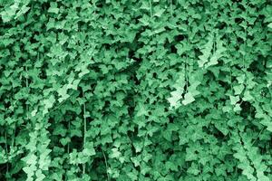 ivy plant background photo