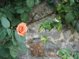 rosa flor de naranja científico. nombre rosa foto