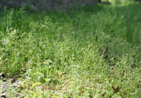 green meadow background photo