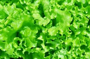 Salad texture. Green lettuce growing in vegetable garden. photo