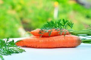 Raw carrots with green tops photo