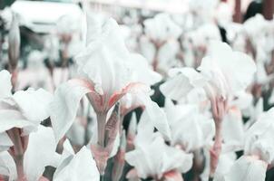 Beautiful flowers made with color filters. Flower garden. - Image photo