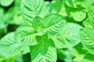 Fresh mint leaf background closeup. Herb leaves in Garden. photo