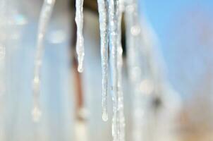 Shiny transparent icicles hanging on a roof close up. photo