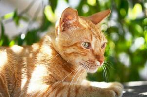 retrato de hermosa jengibre gato en el jardín. foto