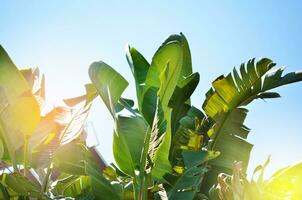 Banana leaves in tropical garden. photo