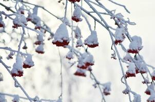 Red berries covered with snow. Rowan bunches on snowy tree. Christmas or new year concept. photo