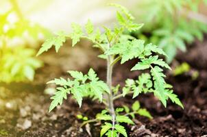 Growing tomatoes on bed. photo