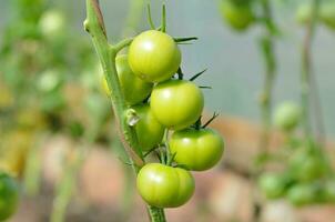 Green natural tomatoes growing on a branch in a greenhouse. photo