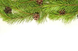 Branch of Christmas tree on white background. photo