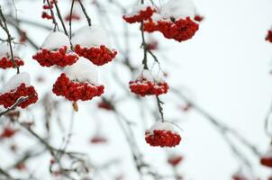 Red berries covered with snow. Rowan bunches on snowy tree. Christmas or new year concept. photo