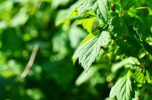 Currant Bush in the garden. photo