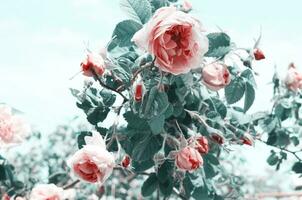 Beautiful roses flowers made with filters. Flower garden. - Image photo