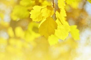Autumn leaves on the sun. Fall blurred background. - Image photo