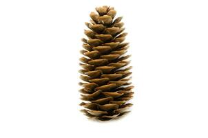 Pine cone on white background. - Image photo