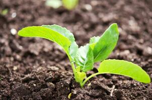 Cauliflower broccoli plant growing in a vegetable garden. photo