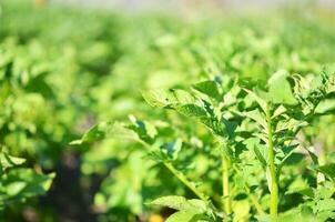 Young potato plant growing on the soil.Potato bush in the garden. Healthy young potato plant in organic garden. photo