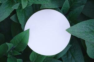 Creative layout of summer foliage with space for text on white paper. Mockup. View from above. - Image photo