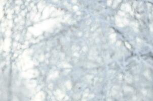 Winter blurred background of trees and snow. photo