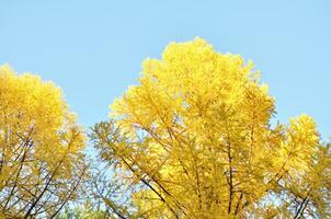 hojas en el ramas en el otoño bosque. foto