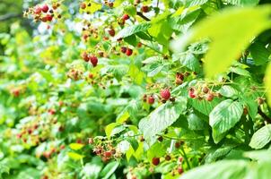 Red sweet berries growing on raspberry bush in fruit garden. - Image photo