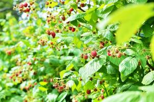 rojo dulce bayas creciente en frambuesa arbusto en Fruta jardín. - imagen foto