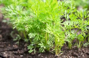 Young carrot tops, growing vegetables in the open ground on fertile soil, the concept of agriculture and farms. photo