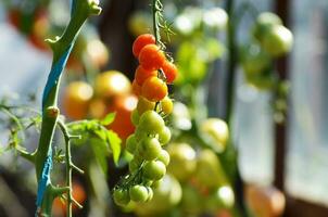 Ripe natural tomatoes growing on a branch in a greenhouse. photo