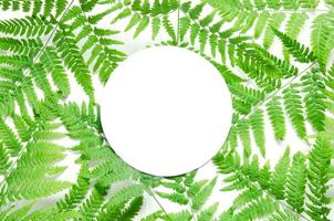 Creative layout of green tropical fern leaves with space for text on white paper. Mockup. View from above. - Image photo