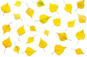 Pattern of yellow autumn leaves isolated on white. - Image photo