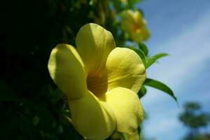 amarillo flor con azul cielo fondo, allamanda cathartica foto