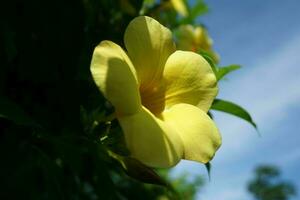 amarillo flor con azul cielo fondo, allamanda cathartica foto