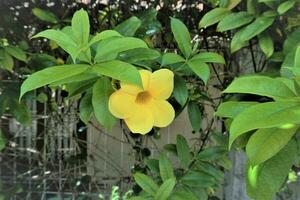 amarillo flor de allamanda cathartica en el jardín. foto