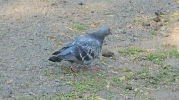 een pikken hongerig duif is op zoek voor voedsel. duiven pikken kruimels in de park. video