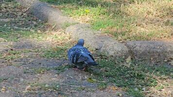 ein picken hungrig Taube ist suchen zum Lebensmittel. Tauben picken Krümel im das Park. video