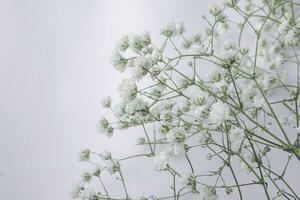 blanco del bebe aliento flores en un blanco antecedentes. suave enfocar. foto