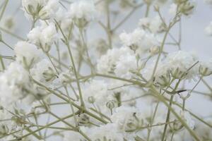 blanco del bebe aliento flores en un blanco antecedentes. suave enfocar. foto