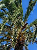 beautiful sea palms on the beaches of the Ligurian coast in the summer of 2023 photo