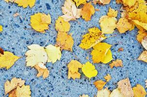 Colorful yellow autumn leafs on concrete surface background. - Image photo