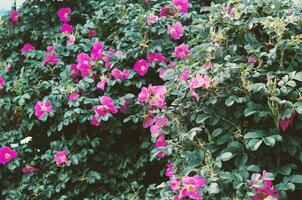hermosa floreciente salvaje Rosa arbusto perro rosa, rosa canina. - imagen foto