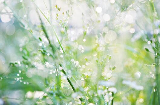 Blurred Grass texture. Abstract Nature Background. photo