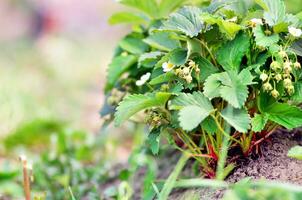 Strawberry leaves background photo