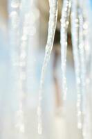 Shiny transparent icicles hanging on a roof close up. photo