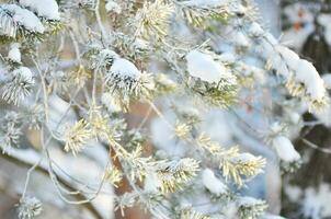 winter background fresh fir tree branches covered with snow. photo